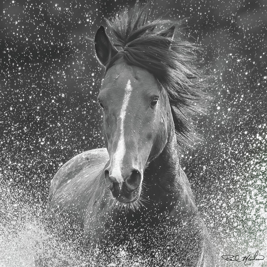 Galloping Stallion Portrait. Photograph by Paul Martin