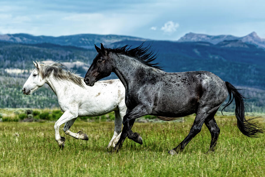 Mountain Photograph - Galloping Through the Scenery by Kay Brewer