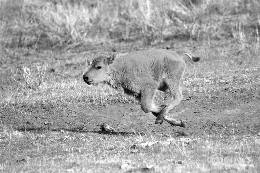 Galloping Yellowstone Red Dog Black And White Photograph by Adam Jewell