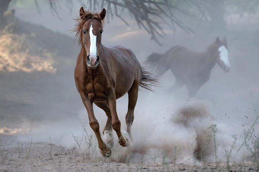 Gallopping Mare. Photograph by Paul Martin