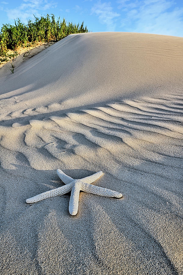 Galveston Dunes Starfish Photograph by JC Findley