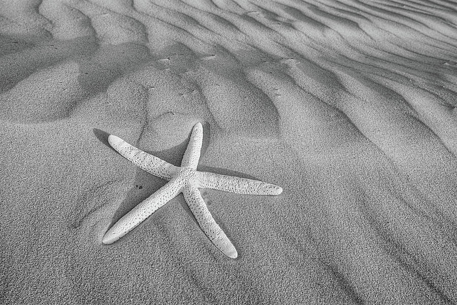 Galveston Island Starfish Black and White Photograph by JC Findley