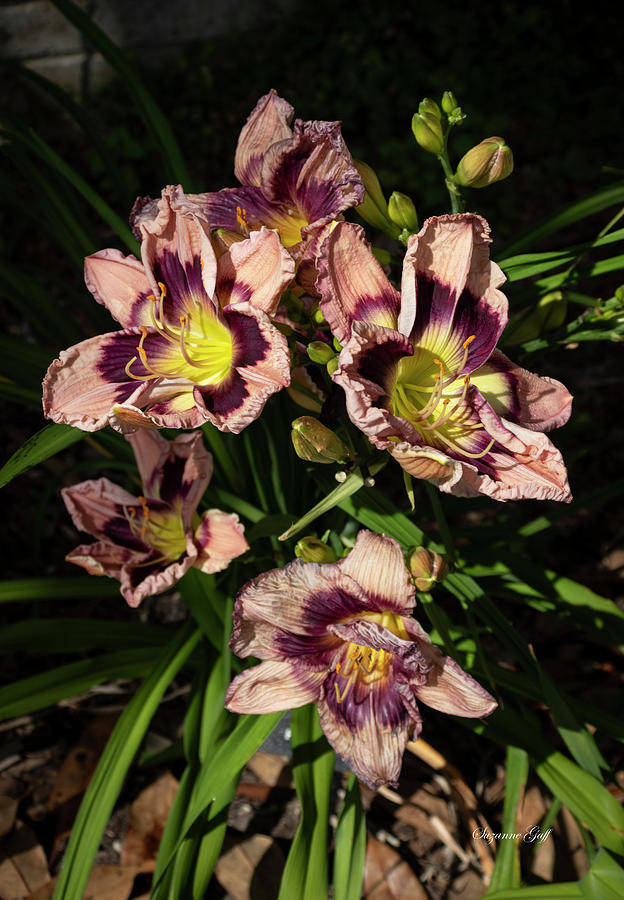 Galy Maly Daylilies Photograph by Suzanne Gaff