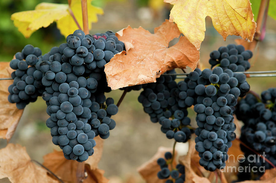 Gamay Noir Grapes by Kevin Miller