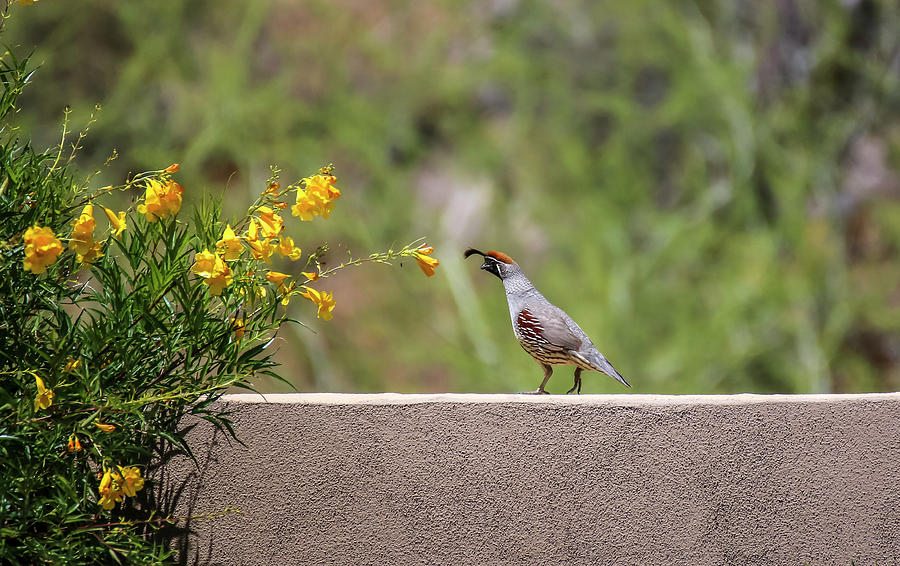 Gambels Quail and Yellowbells Photograph by Dawn Richards