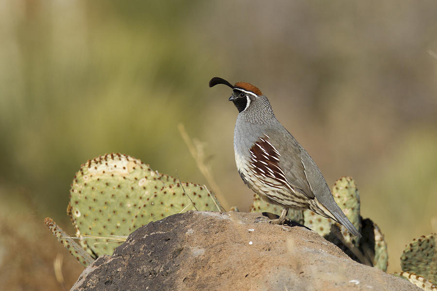 Gambels Quail -Callipepla gambelii-, adult on rock in desert, Bosque del Apache National Wildlife Refuge, New Mexico, USA Photograph by B&S Draker