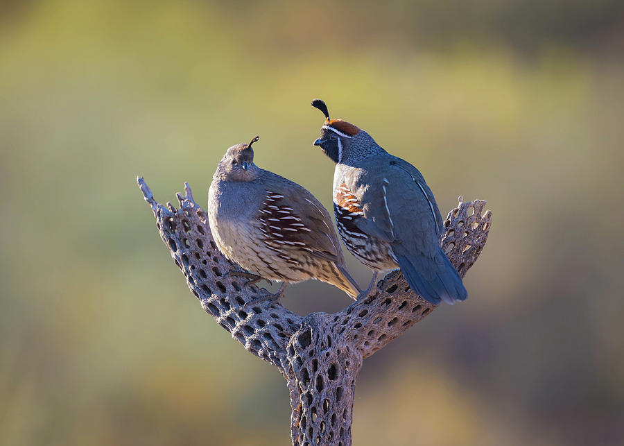 Bird Photograph - Gambels Quail Couple  by Rosemary Woods Images