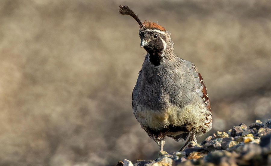 Gambels Quail Photograph by Debby Richards