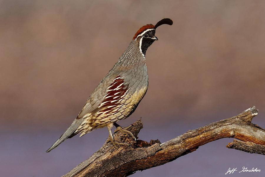 Gambels Quail Perched on a Branch Photograph by Jeff Goulden