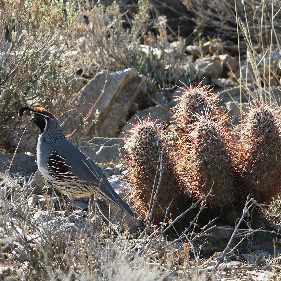 Gambels Quail Photograph by Perry Hoffman