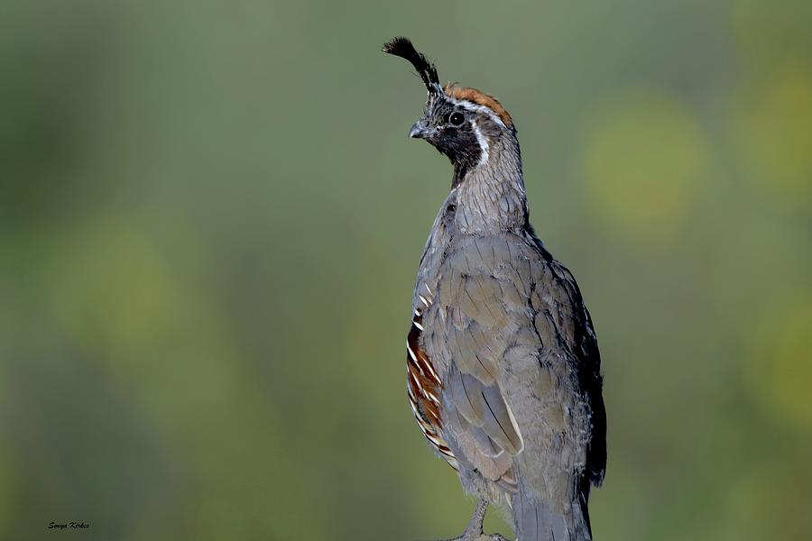 Gambels Quail Photograph by Sonya Kirkes - Fine Art America