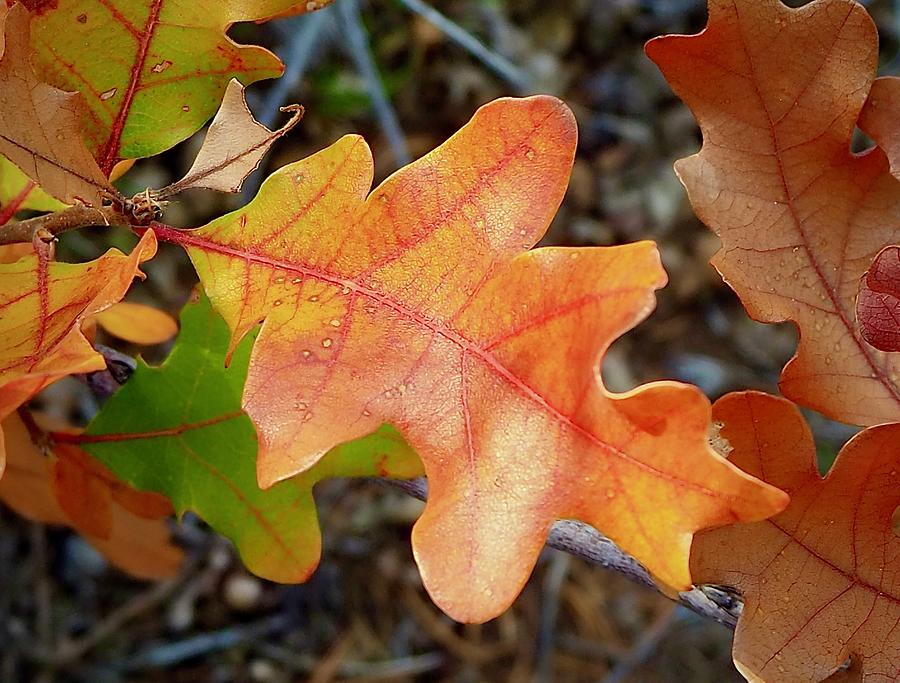 Gamble Oak Leaves Photograph by Alida M Haslett