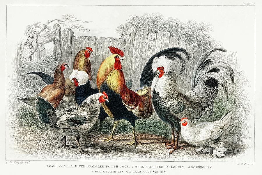 Game Cock, Silver Spangled, White Feathered Bantam Hen, Dorking Hen ...