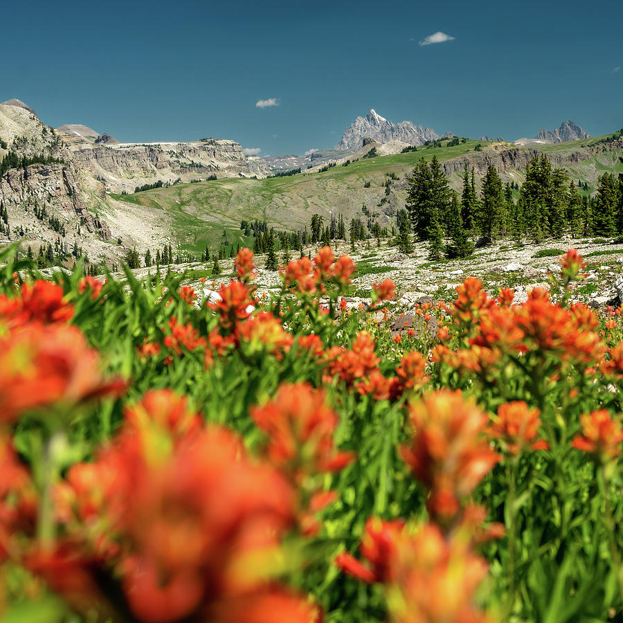 Game Creek Pass Covered in Orange Paintbrush Flowers with Grand  Photograph by Kelly VanDellen