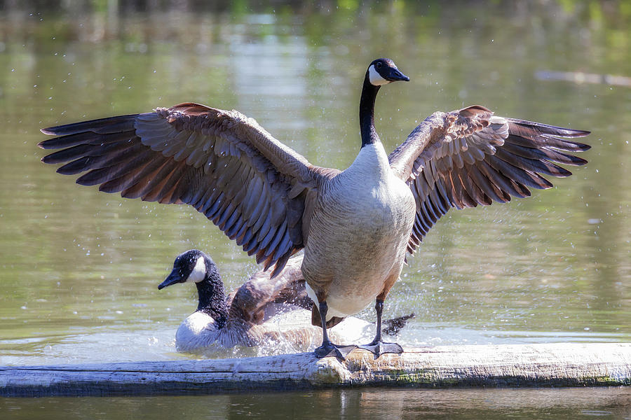 Gander Takes His Bath - Canada Geese Mating Ritual Photograph by Susan Rissi Tregoning