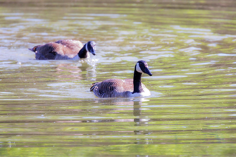 Ganders Turn to Bathe - Canada Goose Mating Ritual Photograph by Susan Rissi Tregoning