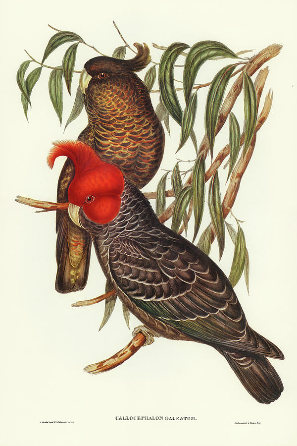 John Gould Drawing - Gang-gang Cockatoo, Callocephalon galeatum by John Gould