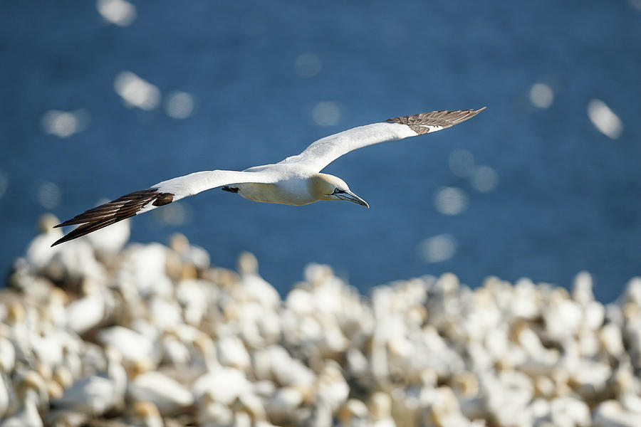Gannet above the colony Photograph by Murray Rudd