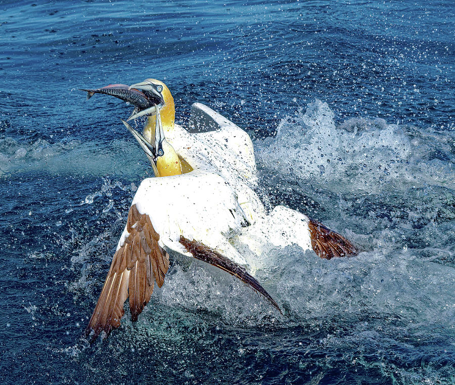 Gannet Eating a Fish Photograph by Darryl Brooks