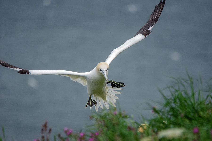 Gannet in flight Photograph by Gareth Parkes