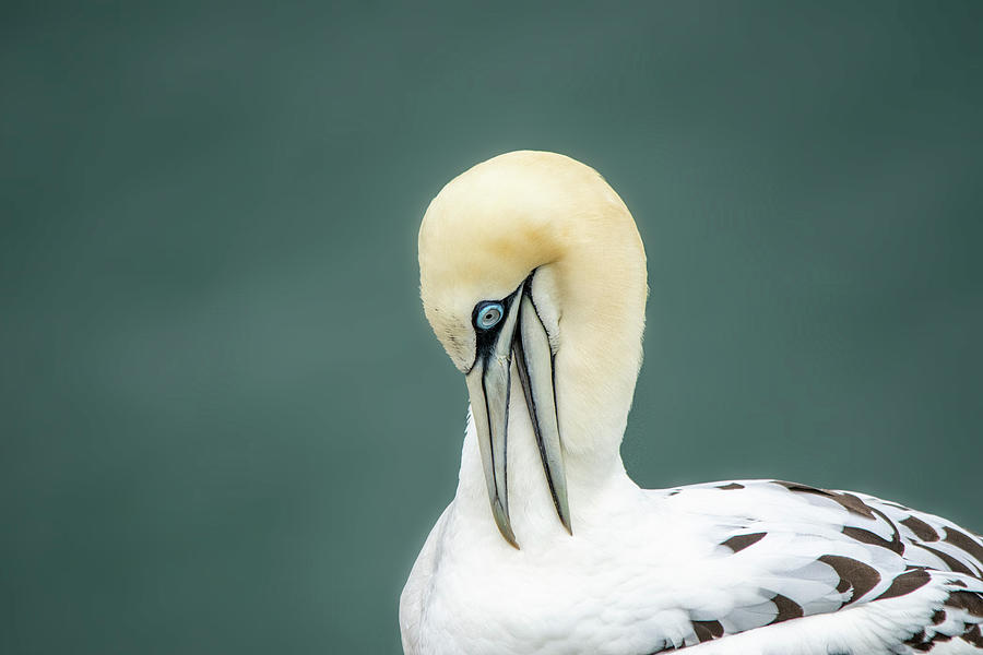 Gannet Looking Down Photograph by Gareth Parkes
