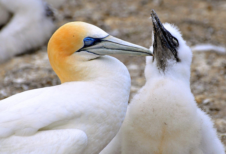 Gannet Photograph by Steve Clancy Photography