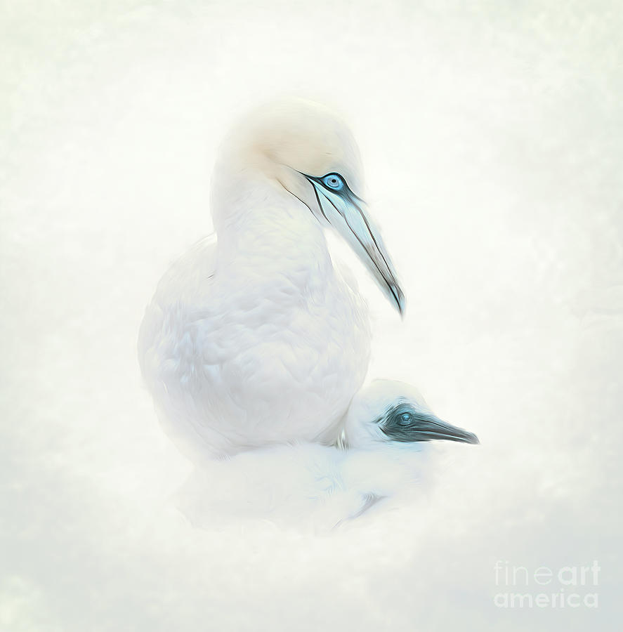 Gannet with chick Digital Art by Brian Tarr