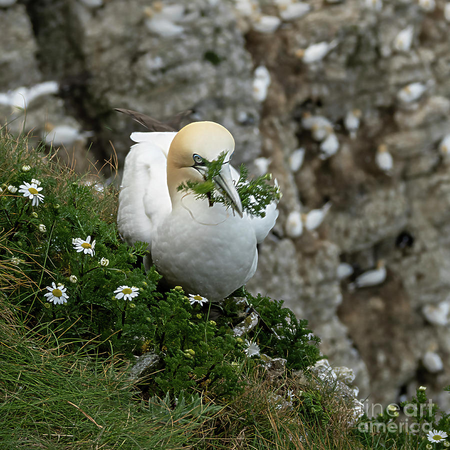 Gannet with Daisy Flowers Photograph by Anne Haile | Pixels