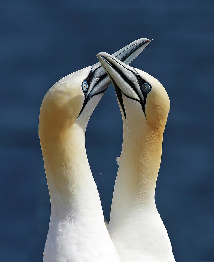 Gannets in love Photograph by Mircea Costina Photography
