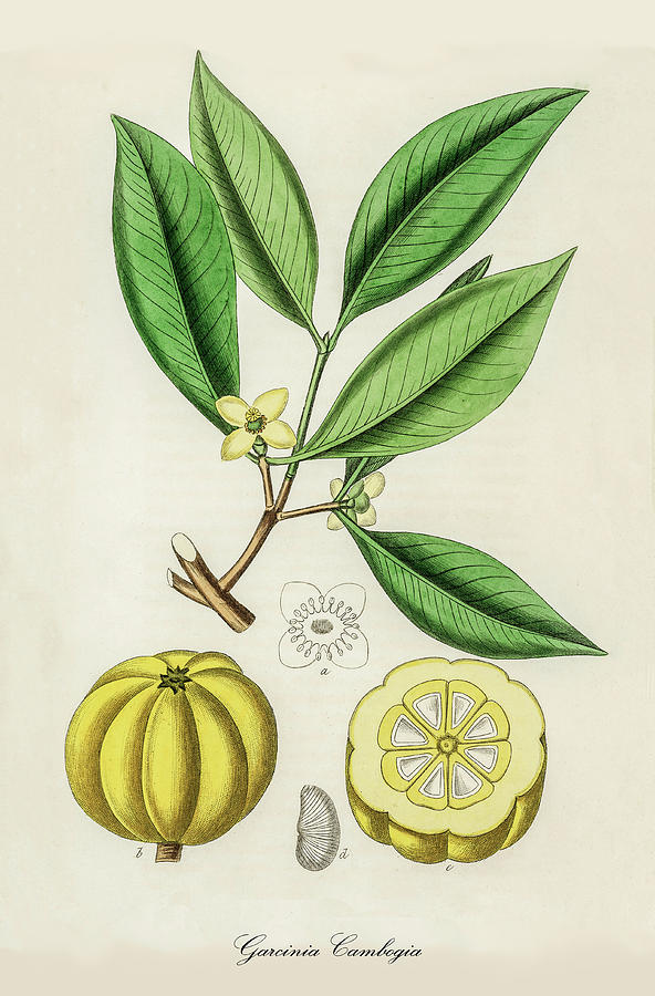 Nature Digital Art -  Garcinia Cambogia - Gambooge - Medical Botany - Vintage Botanical Illustration - Plants and Herbs by Studio Grafiikka