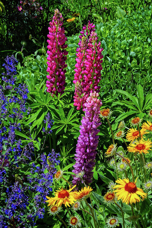 Garden Beauties in Mount Crested Butte Photograph by Lynn Bauer