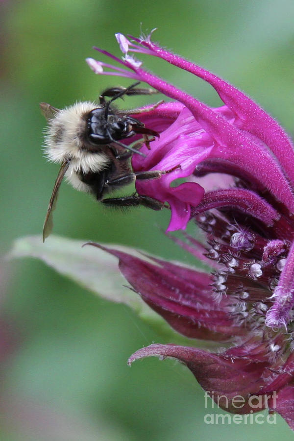 Garden Bee Photograph by Jayne Carney