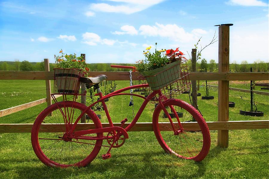 Landscape Photograph - Garden Bicycle by Matthew Adelman Landscape Photograph - Garden Bicycle by Matthew Adelman