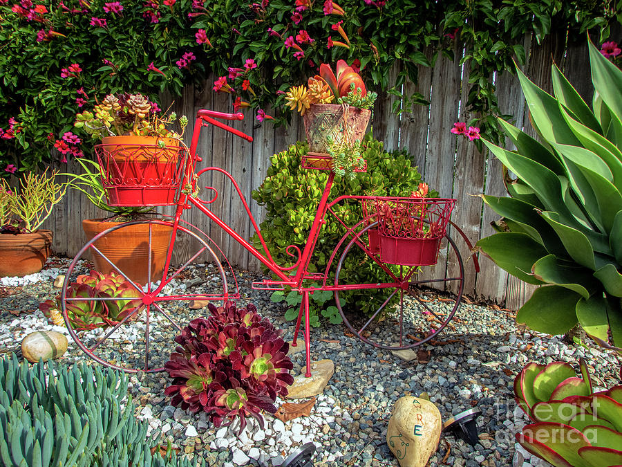 Garden Bicycle Succulent Baskets Photograph by David Zanzinger