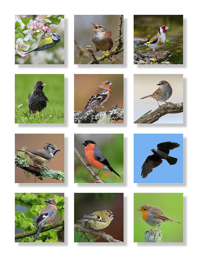 Garden Birds Photograph by Arterra Picture Library