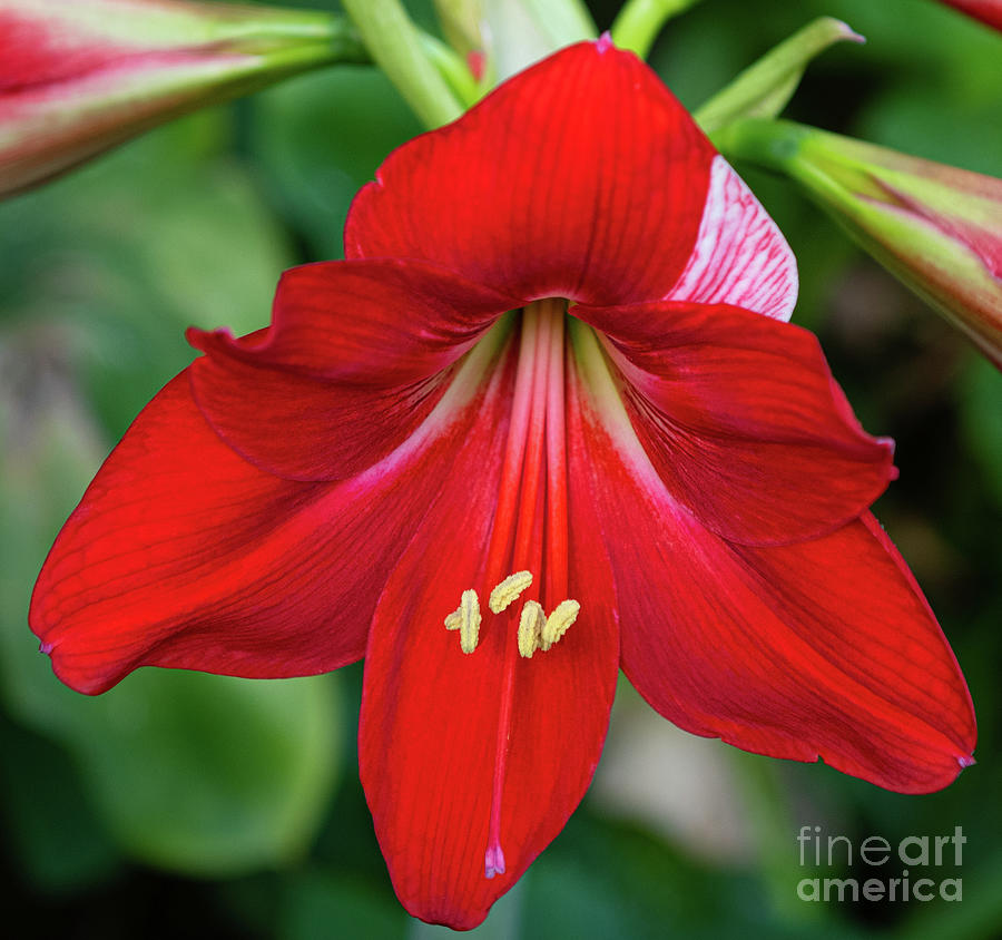 Garden Blooms - Red Trumpet Lilies Photograph by Dale Powell