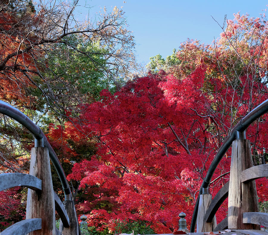 Garden Bridge Red Fall 2019 by Rospotte Photography Garden Bridge Red Fall 2019 by Rospotte Photography