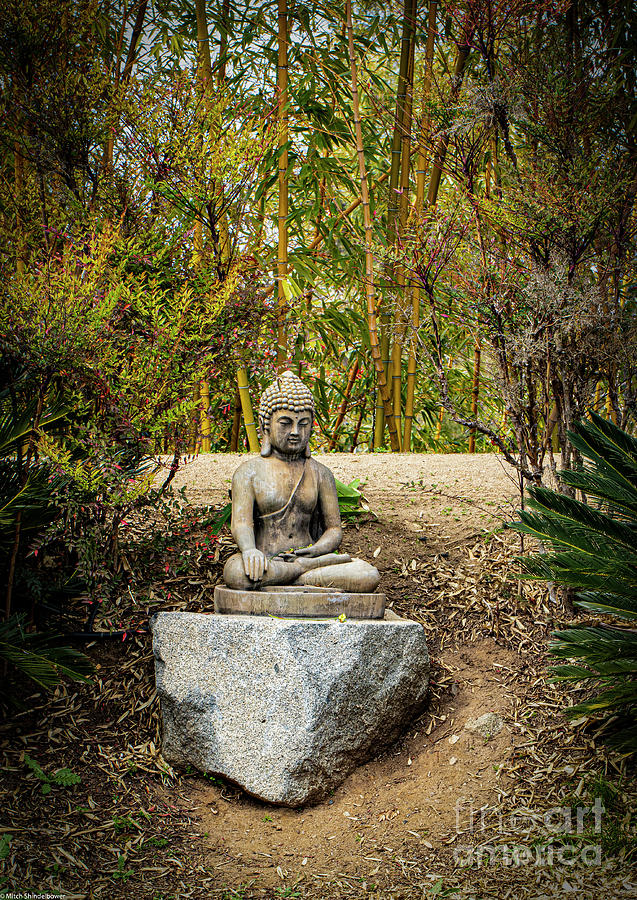 Garden Buddha Photograph