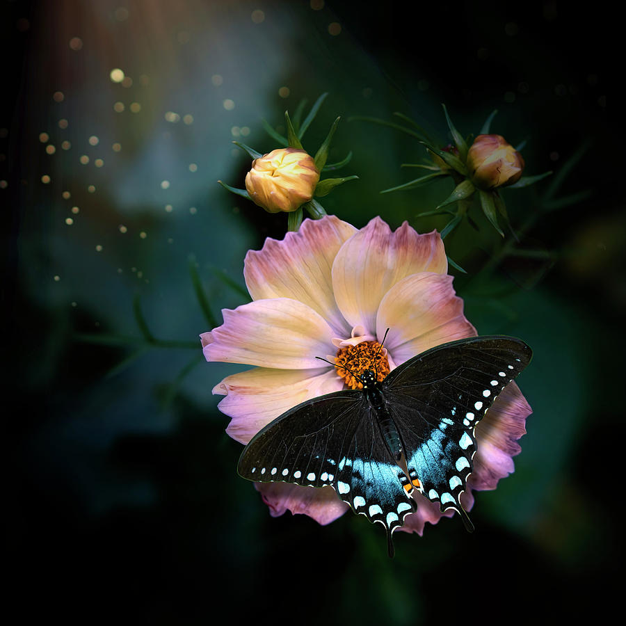 Garden Cosmos and Spicebush Swallowtail from Flowers and Butterflies Collection Photograph by Lily Malor
