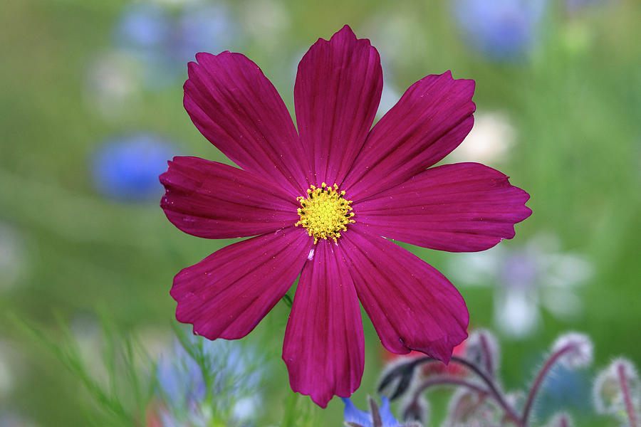 Garden Cosmos  - Cosmos bipinnatus - Flower Photograph by Michael Russell