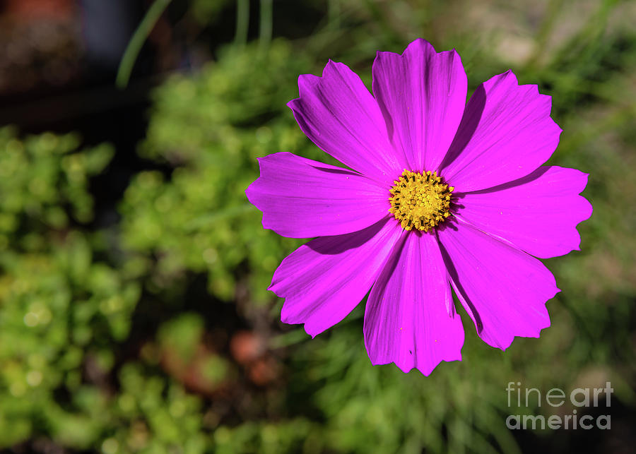 Garden cosmos or Mexican aster #2 Photograph by Lyl Dil Creations