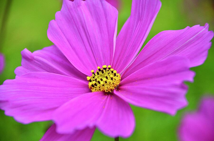 Garden Cosmos Pink Flower  Photograph by Neil R Finlay
