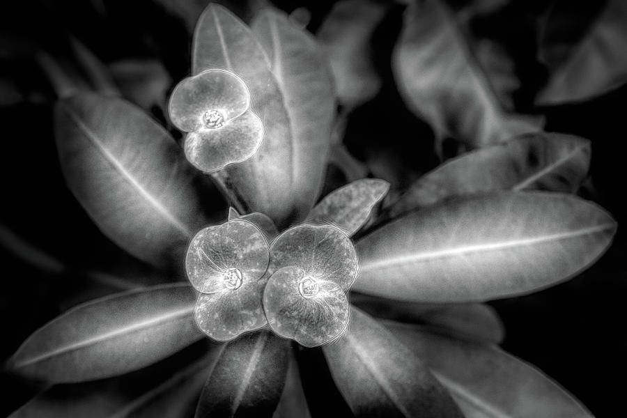 Garden Crown of Thorns Black and White Photograph by Debra and Dave Vanderlaan