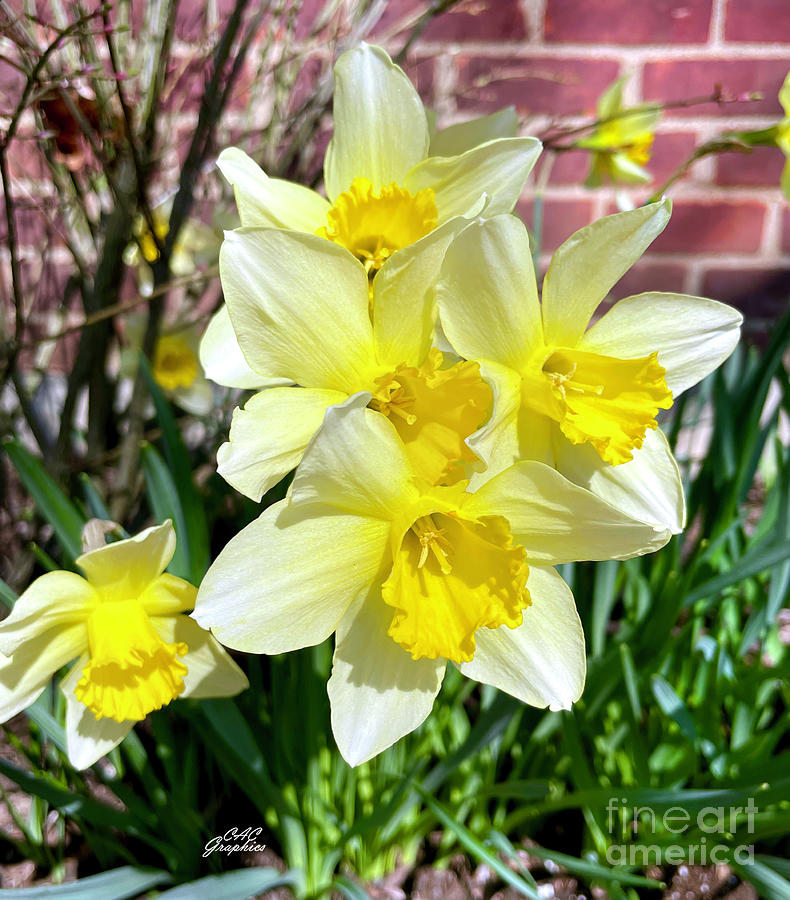 Garden Daffodils  Photograph by CAC Graphics