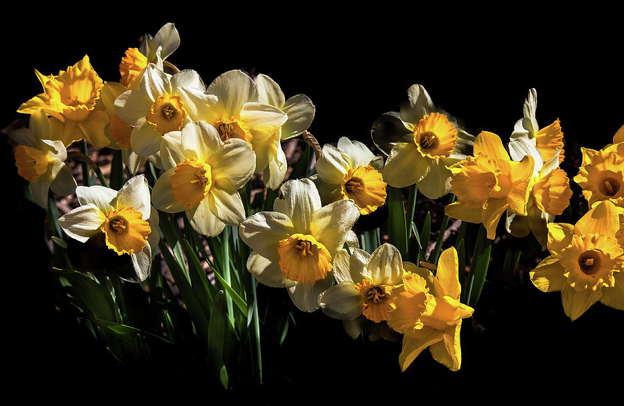 Garden Daffodils Photograph by David Patterson