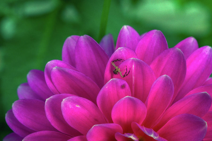 Garden Dahlia with a Northern Crab Spider Photograph by Robert J Wagner