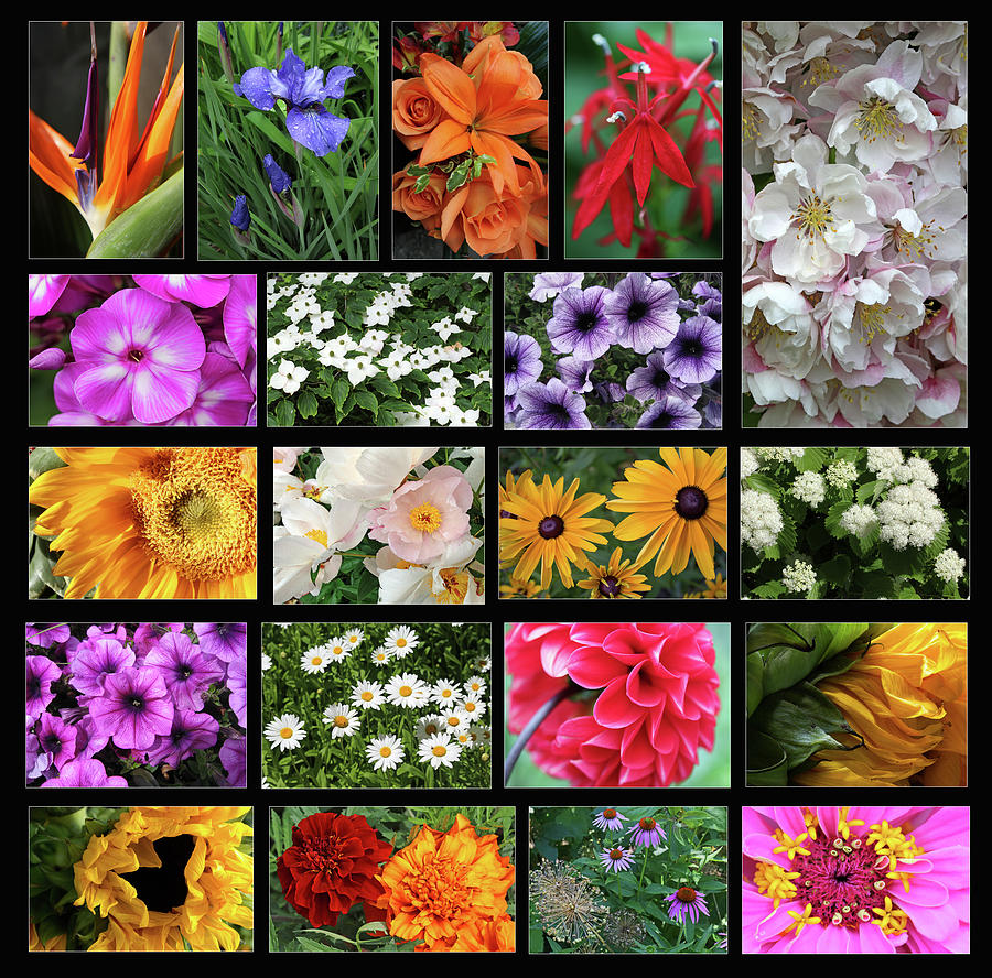 Garden Delights Collage 1 Photograph by Mary Bedy