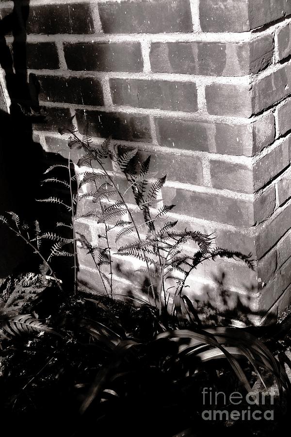 Garden Fern in Black n White Photograph by Margie Avellino