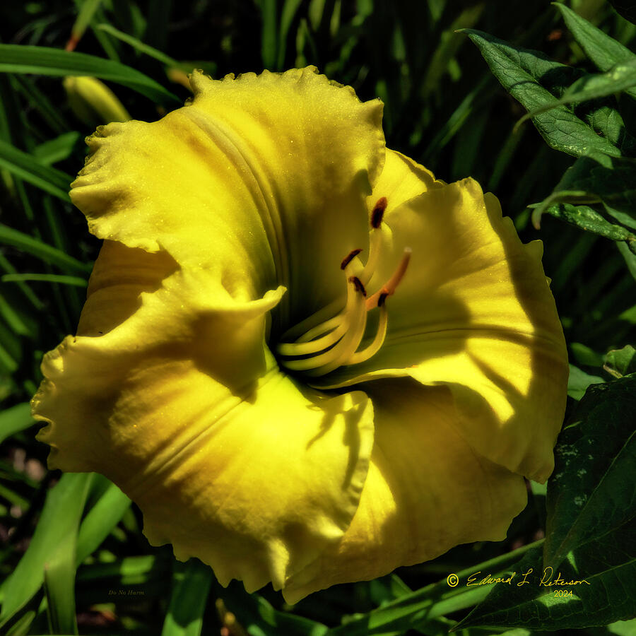 Garden Flower 2 Photograph by Ed Peterson Garden Flower 2 Photograph by Ed Peterson