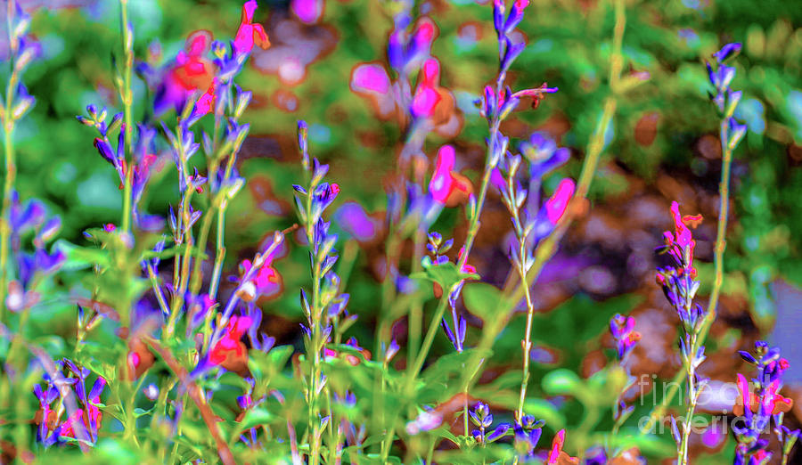 Flower Photograph - Garden Flowers by D Davila